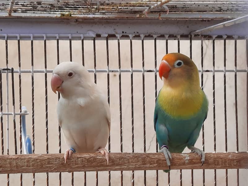 Parblue split ino and albino red eye lovebirds parrots pair for sale 3