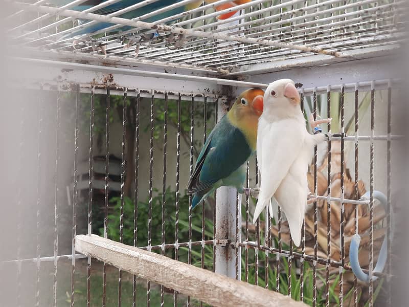 Parblue split ino and albino red eye lovebirds parrots pair for sale 4