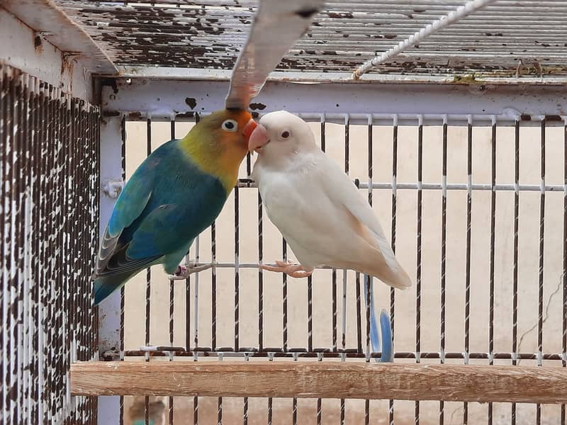 Parblue split ino and albino red eye lovebirds parrots pair for sale 5