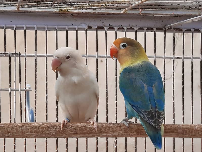 Parblue split ino and albino red eye lovebirds parrots pair for sale 6