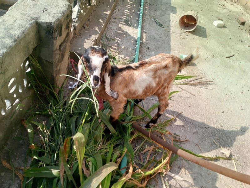 bakri for sale nasli 1