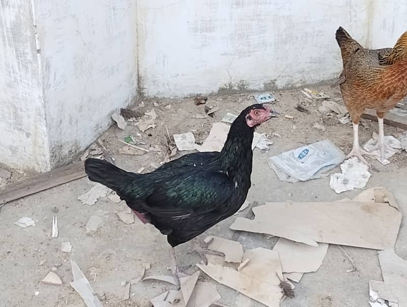 Asleel desi hens for sale 1