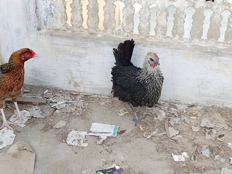 Asleel desi hens for sale 2