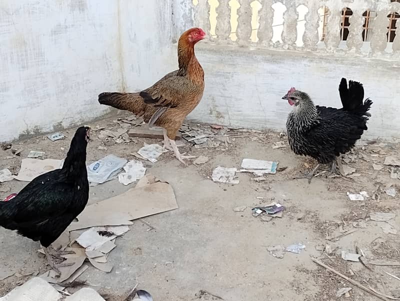 Asleel desi hens for sale 3