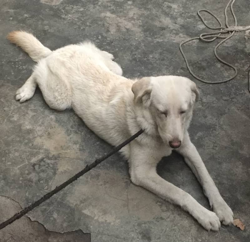 Labrador and Huskey Mix Female 0