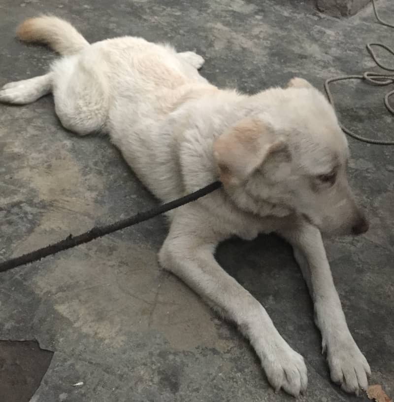 Labrador and Huskey Mix Female 1