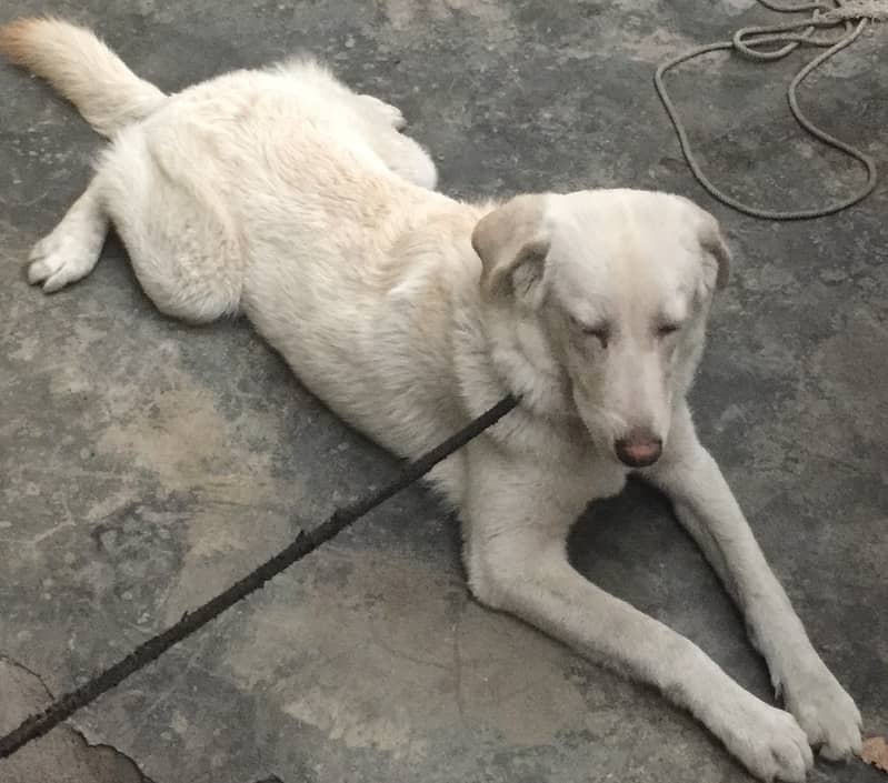 Labrador and Huskey Mix Female 4