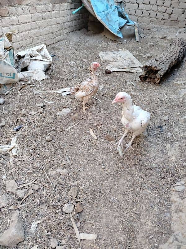 Best Quality Two Females For Sale Paper white and Mianwali Chena 2