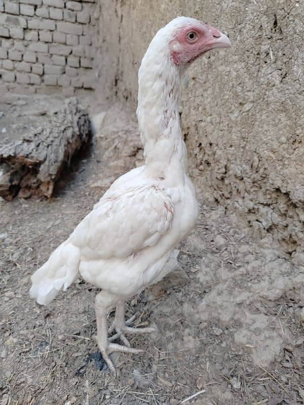 Best Quality Two Females For Sale Paper white and Mianwali Chena 3