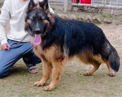 germen shepherd guard dog