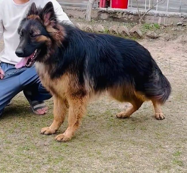 germen shepherd guard dog 1