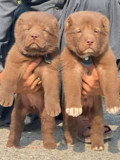 alabai security Dog 2 month pair for sale heavy bone