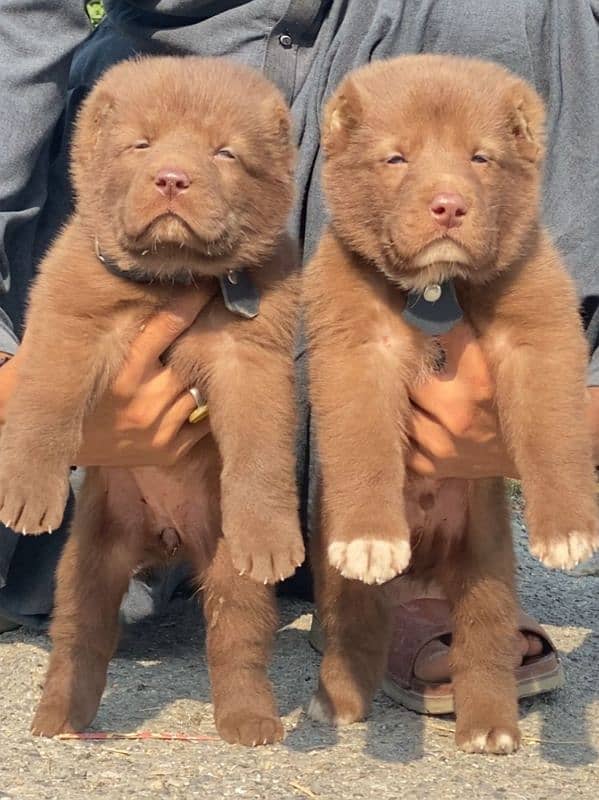 alabai security Dog 2 month pair for sale heavy bone 0