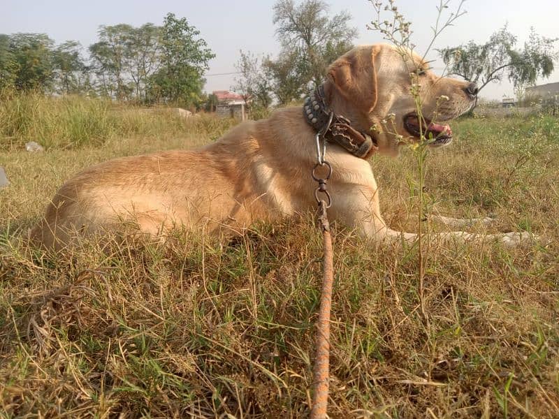 lebra female for sale 8