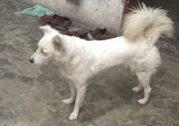 Russian Dog female