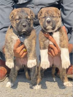 Kurdish Kangal security dog 2 month pair for sale heavy bone