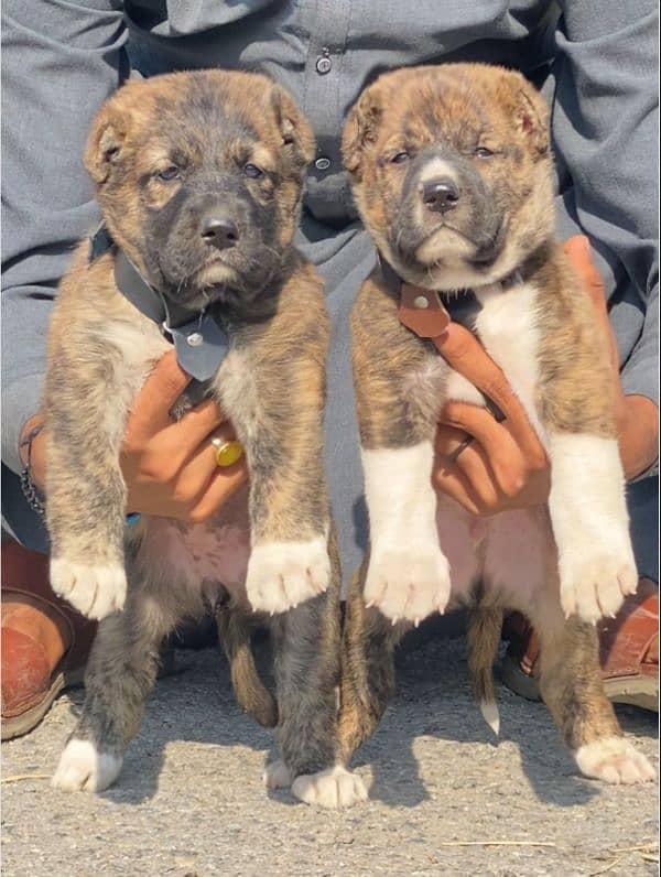 Kurdish Kangal security dog 2 month pair for sale heavy bone 0