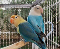 Blue opaline and parblue split opaline pair lovebirds parrots for sale