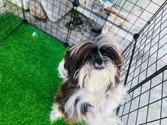 Shihtzu pair for sale