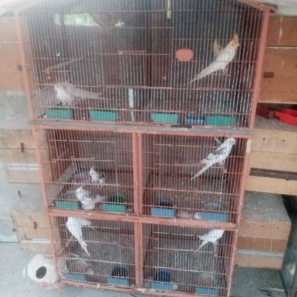 lovebird setup with 2 cage 6