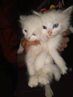 Persian keatins blue and gray eyes 6 cats 03106796121 Whatsapp num