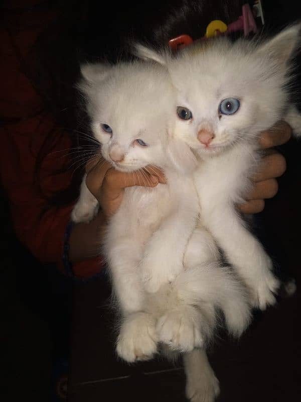 Persian keatins blue and gray eyes 6 cats 03106796121 Whatsapp num 0