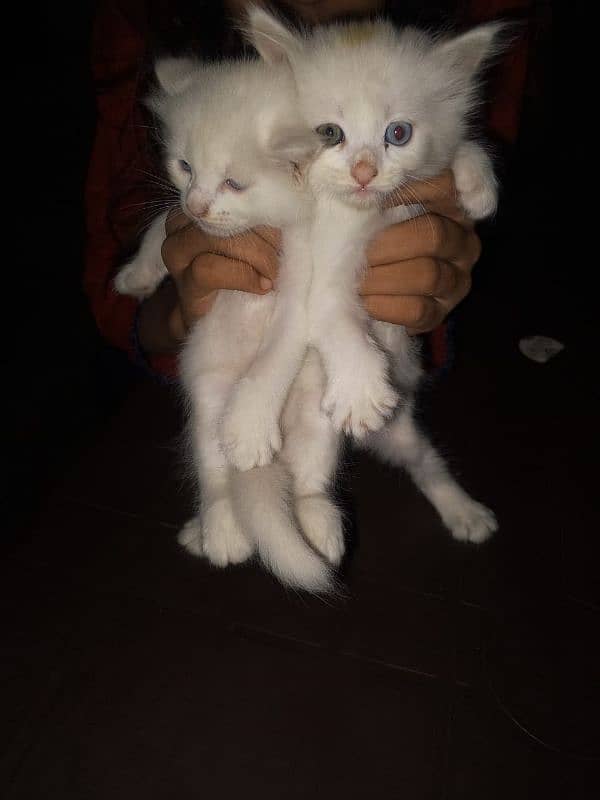 Persian keatins blue and gray eyes 6 cats 03106796121 Whatsapp num 1