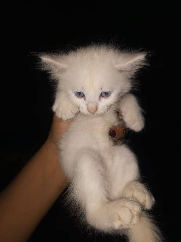 Persian keatins blue and gray eyes 6 cats 03106796121 Whatsapp num 2