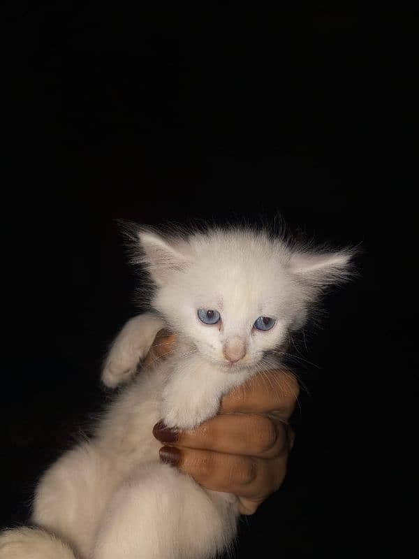 Persian keatins blue and gray eyes 6 cats 03106796121 Whatsapp num 3