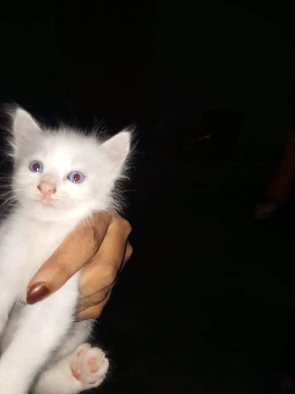 Persian keatins blue and gray eyes 6 cats 03106796121 Whatsapp num 4