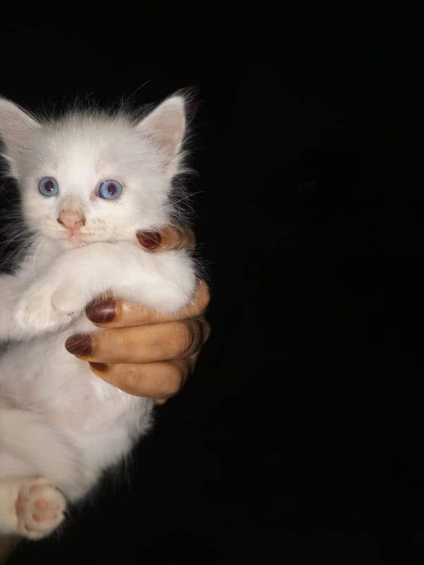 Persian keatins blue and gray eyes 6 cats 03106796121 Whatsapp num 5