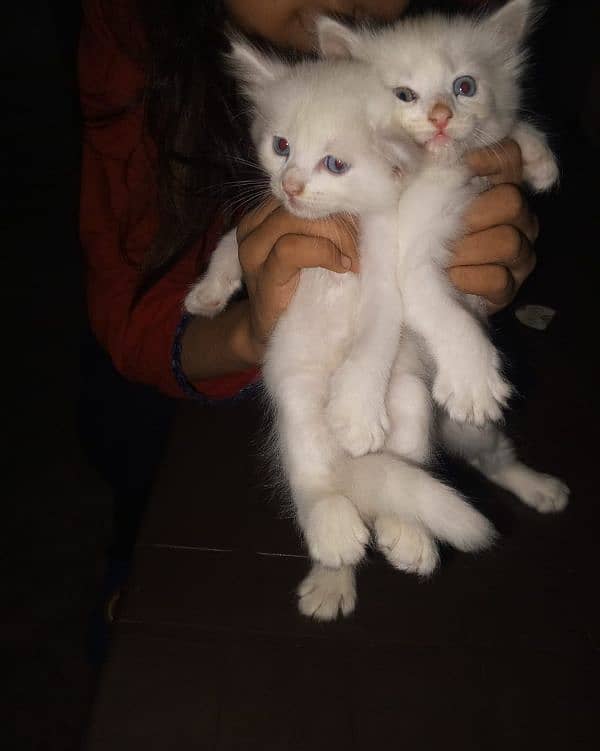 Persian keatins blue and gray eyes 6 cats 03106796121 Whatsapp num 8