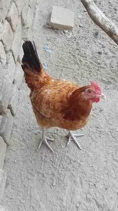 Hens for Sale