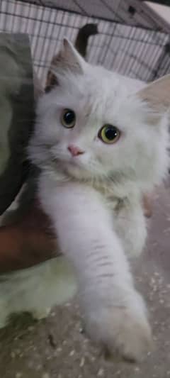 persian triple coat cat female