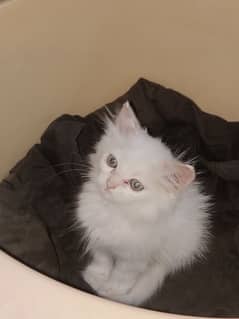 Persian kitten