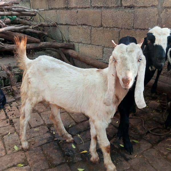 2 goats 1 puth reasonable price 6