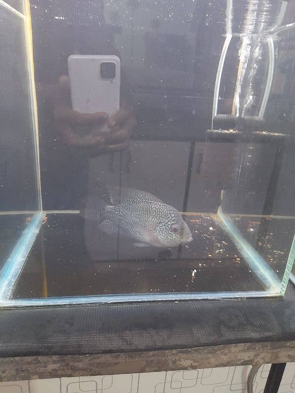 FlowerHorn Female 0