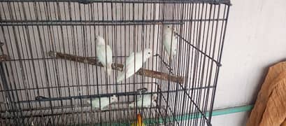 Love Bird  Albino Latino