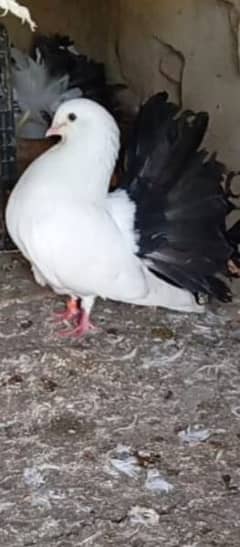 imported Black Tail laky. with chicks