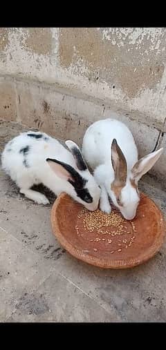 rabbit pair