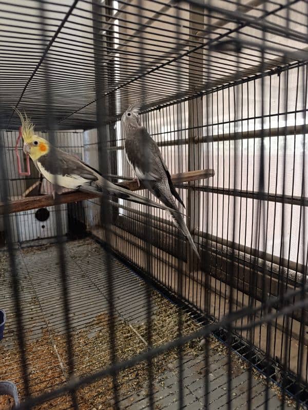 Cocktail parrots for sale 2 female , 1 male with cage 0