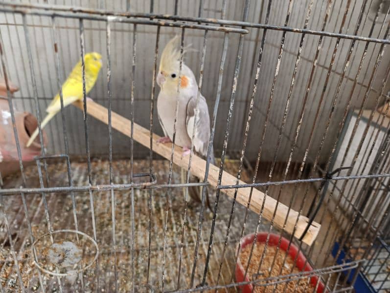 Cocktail parrots for sale 2 female , 1 male with cage 1