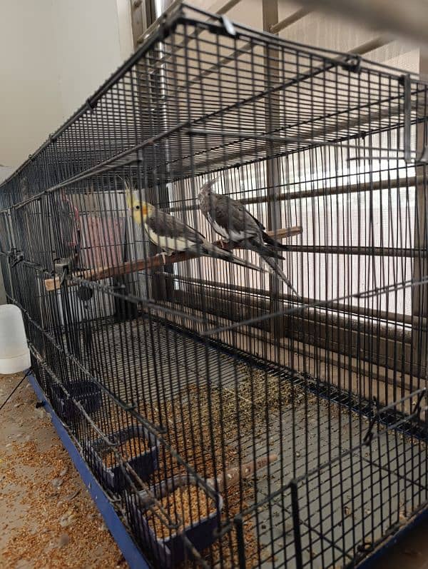 Cocktail parrots for sale 2 female , 1 male with cage 2