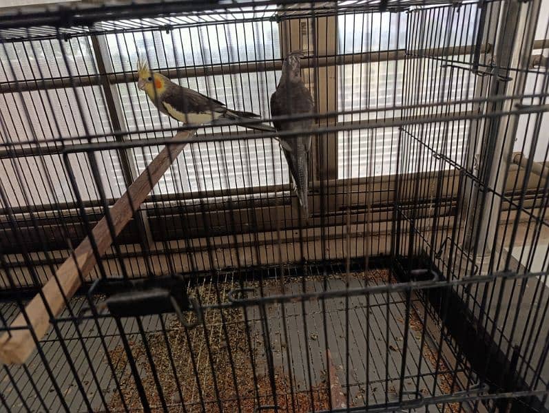 Cocktail parrots for sale 2 female , 1 male with cage 7