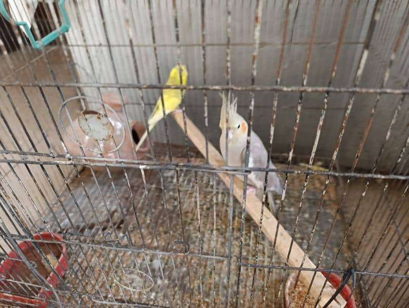 Cocktail parrots for sale 2 female , 1 male with cage 8