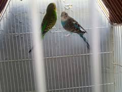 Australian Parrot Breeder pair  with cage