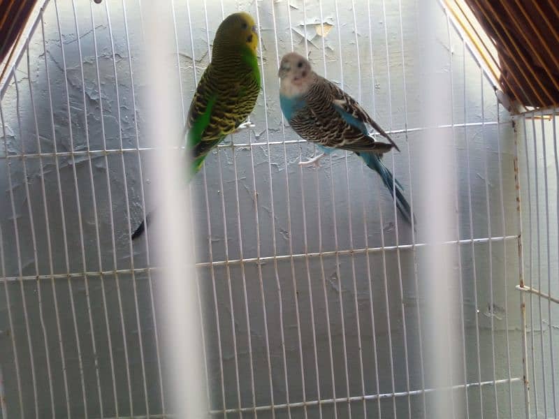 Australian Parrot Breeder pair with cage 4