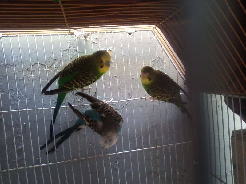 Australian Parrot Breeder pair with cage 2