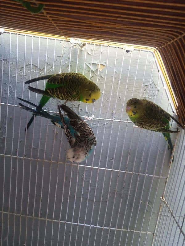 Australian Parrot Breeder pair with cage 3