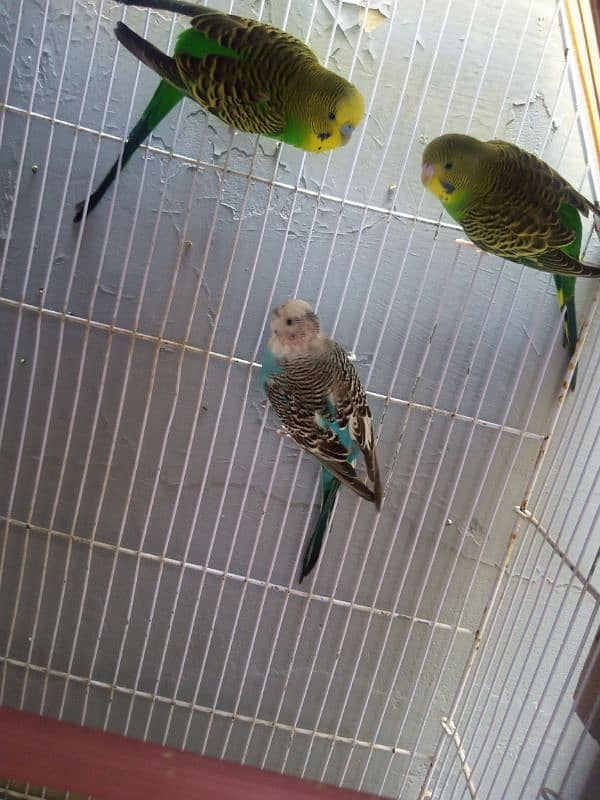 Australian Parrot Breeder pair with cage 0